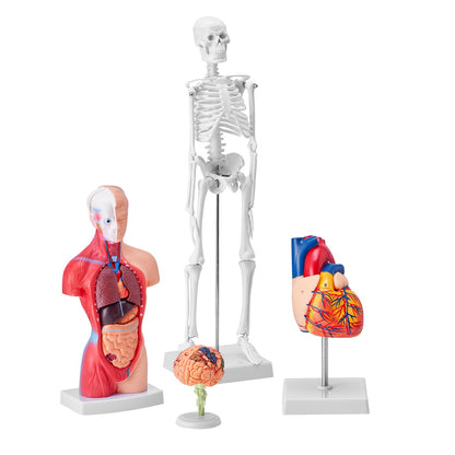 Human Anatomy Models Bundle Set, Brain, Human Torso Body, Heart, Skeleton Model Set of 4, Hands-on 3D Model Study Tools Teaching Models for Physiology Students or as an Educational Kit for Kids