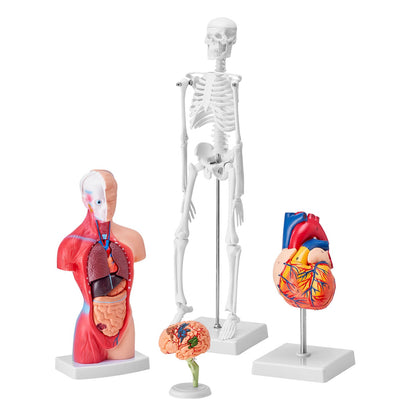 Human Anatomy Models Bundle Set, Brain, Human Torso Body, Heart, Skeleton Model Set of 4, Hands-on 3D Model Study Tools Teaching Models for Physiology Students or as an Educational Kit for Kids