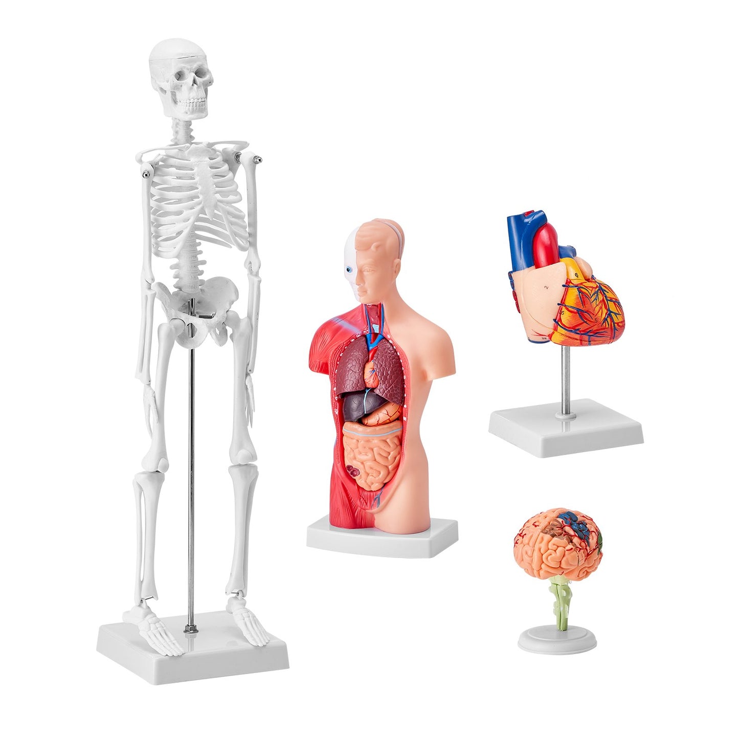 Human Anatomy Models Bundle Set, Brain, Human Torso Body, Heart, Skeleton Model Set of 4, Hands-on 3D Model Study Tools Teaching Models for Physiology Students or as an Educational Kit for Kids