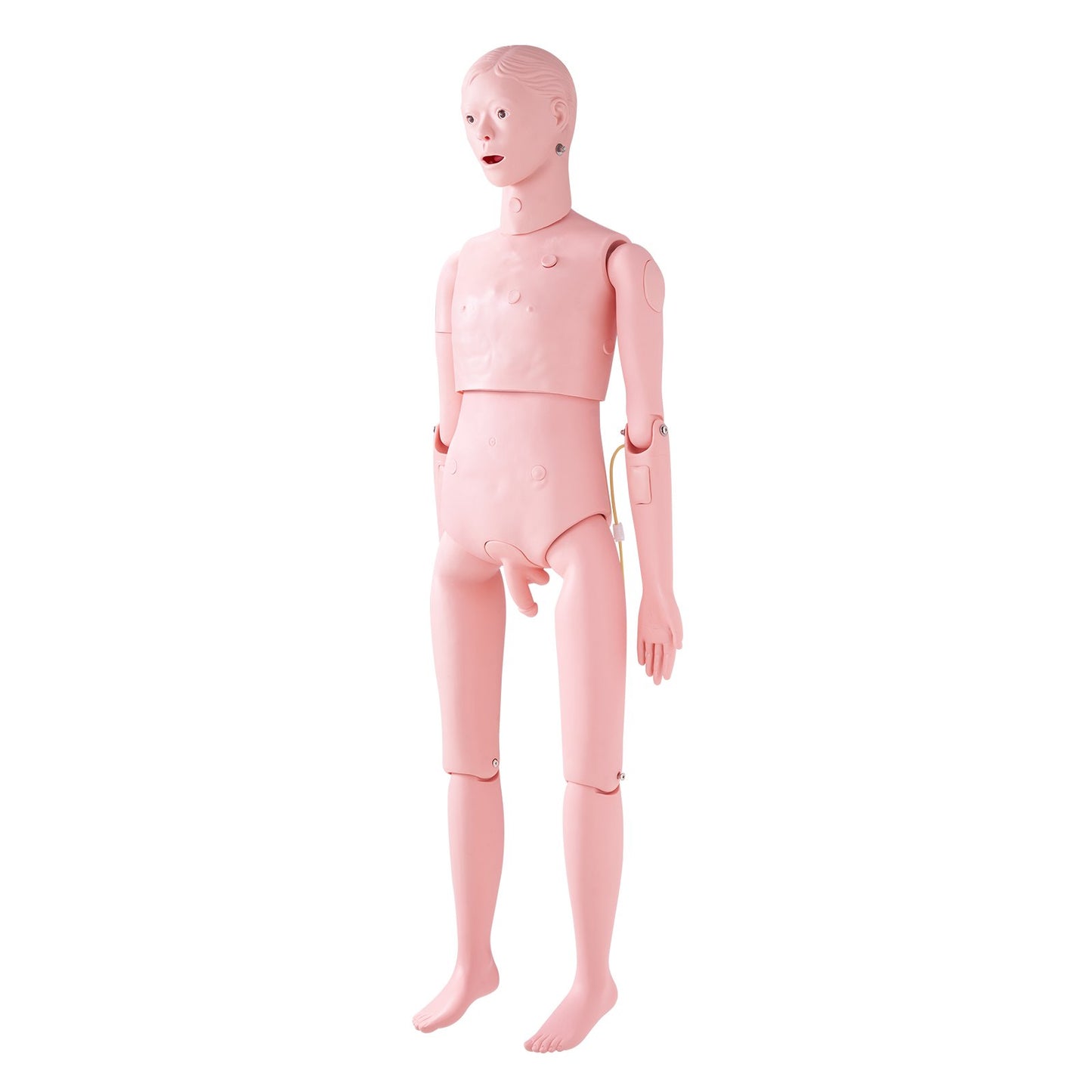 Nursing Training Manikin, Life-Size Male Demonstration Human Manikin for Nursing Training, Multifunctional Education Teaching Model Accessories, Anatomical Mannequin Body Care Simulator Model