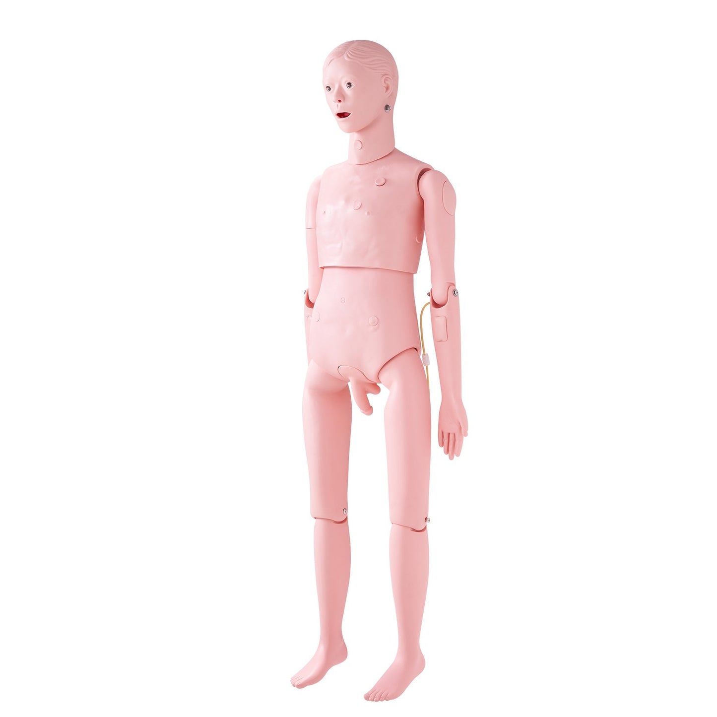 Nursing Training Manikin, Life-Size Male Demonstration Human Manikin for Nursing Training, Multifunctional Education Teaching Model Accessories, Anatomical Mannequin Body Care Simulator Model