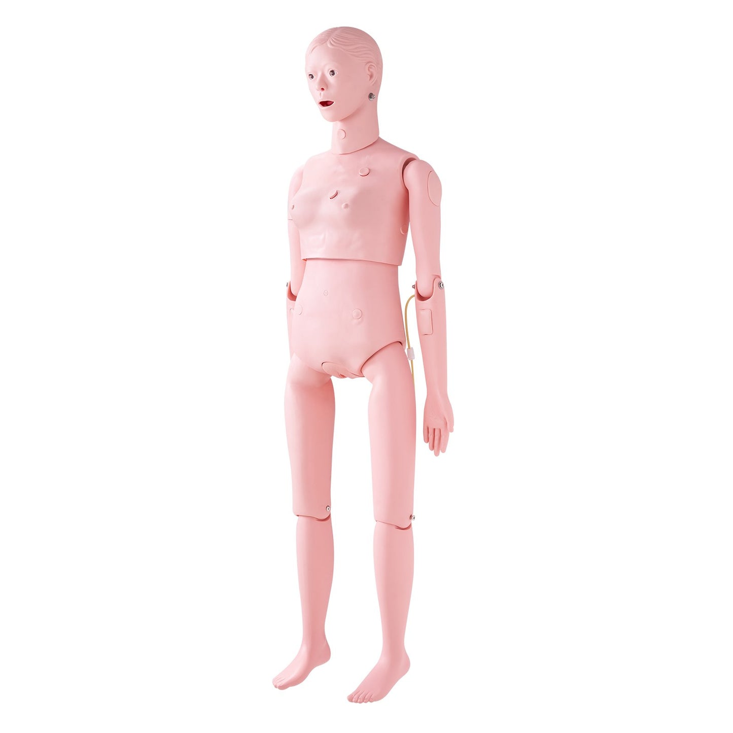 Nursing Training Manikin, Female Human Manikin Demonstration for Nursing Training, Multifunctional Education Teaching Model Accessories, Anatomical Mannequin Body Care Simulator Model
