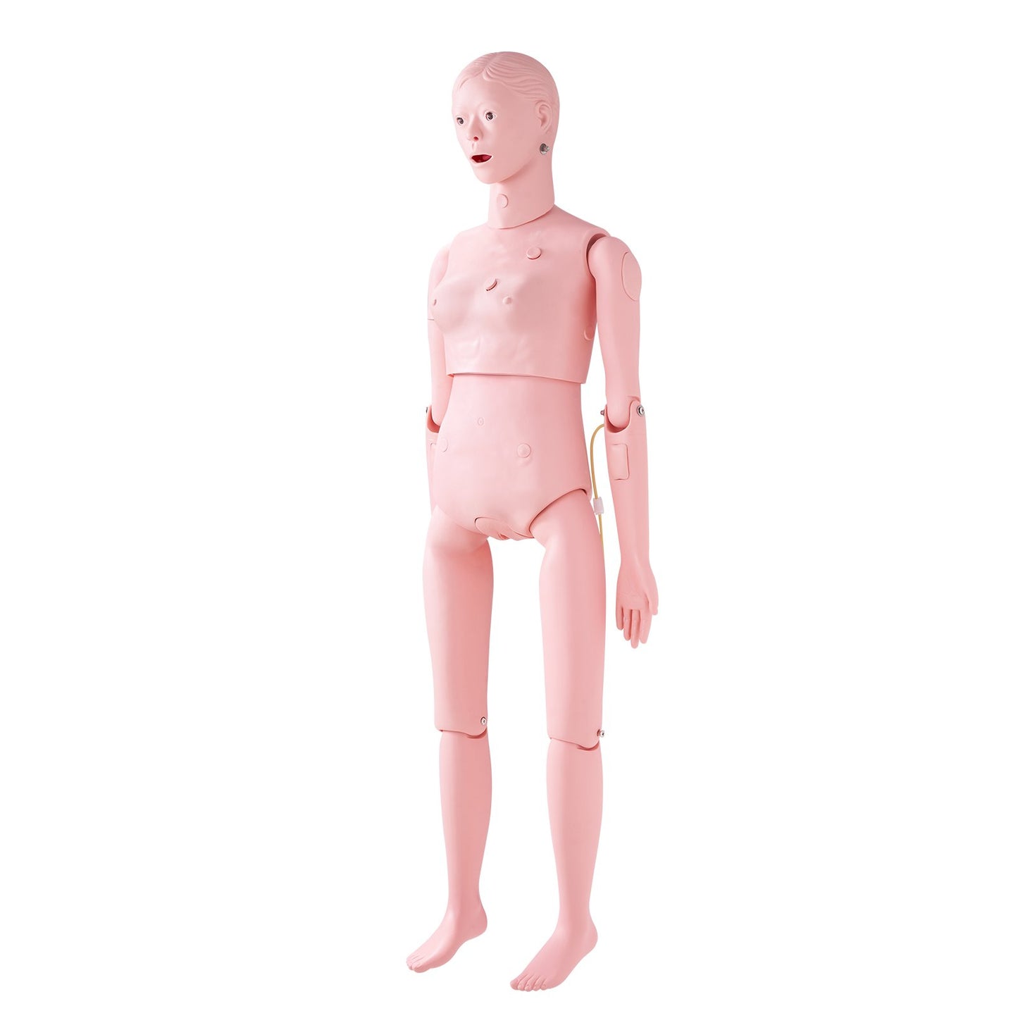 Nursing Training Manikin, Female Human Manikin Demonstration for Nursing Training, Multifunctional Education Teaching Model Accessories, Anatomical Mannequin Body Care Simulator Model