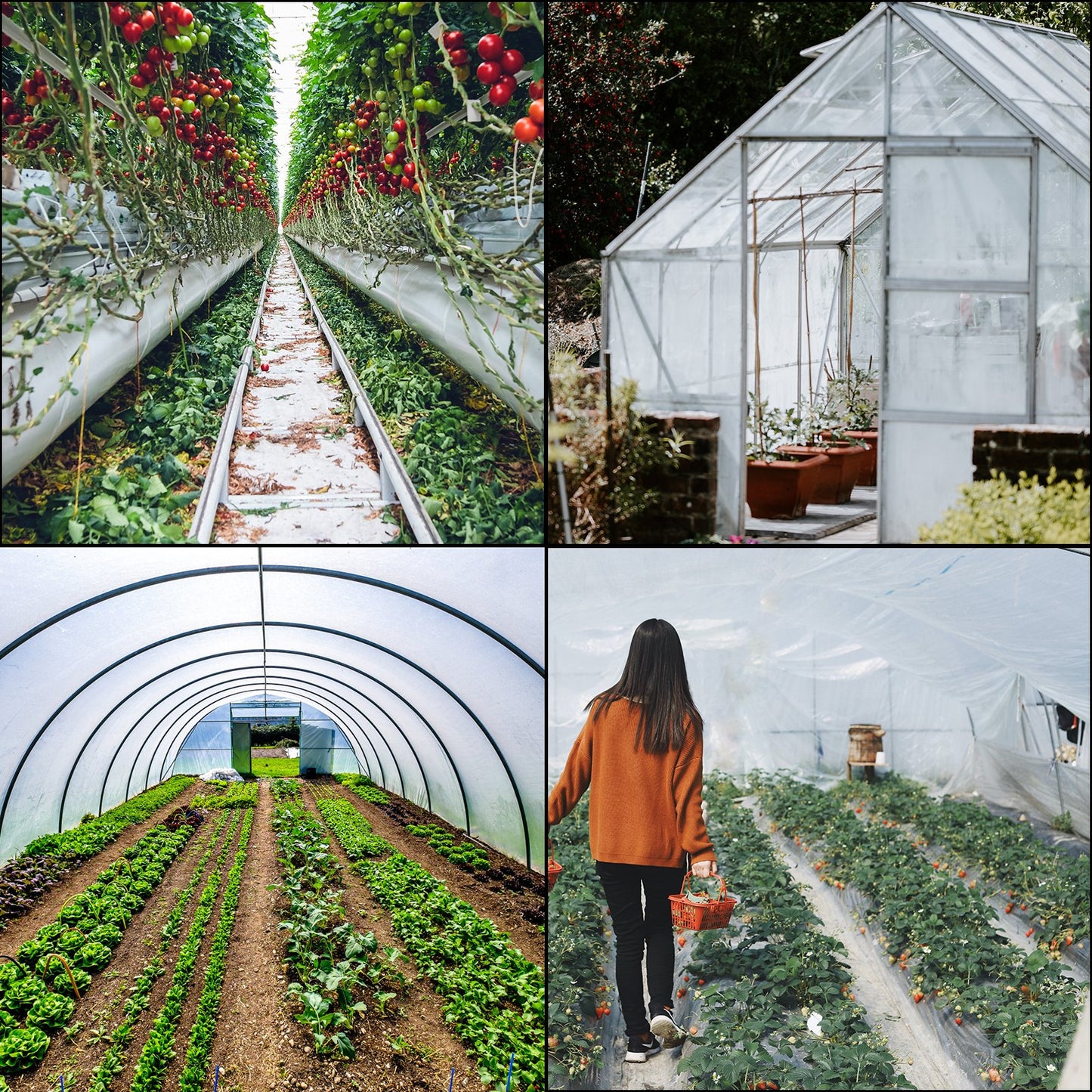 Greenhouse Film 32 x 25 ft, Greenhouse Polyethylene Film 6 Mil Thickness, Greenhouse Plastic Clear Plastic Film UV Resistant, Polyethylene Film Keep Warming, Superior Strength Toughness