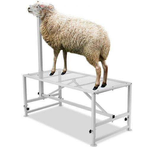 Goat & Sheep Stand, 51x23 inch Livestock Stand, Metal Livestock Milking and Shearing Stand 21" to 33" Adjustable Height, with Headpiece and Nose Loop, 500lbs Loading Weight, White