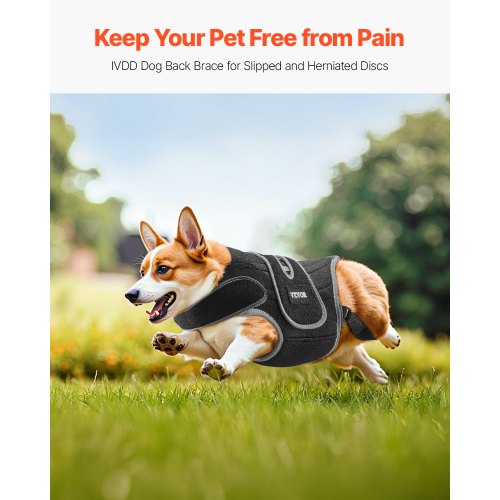 Back Support for Dogs Adjustable Back Support Harness for Dogs for Pain Relief in IVDD | EU